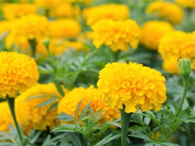 #ad 15 Marigold Petite Yellow Flower Seeds  SHIPS FREE $3.85