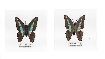 #ad Laminated Common Bluebottle Graphium sarpedon Butterfly Specimen 11x11 cm sheet $12.00