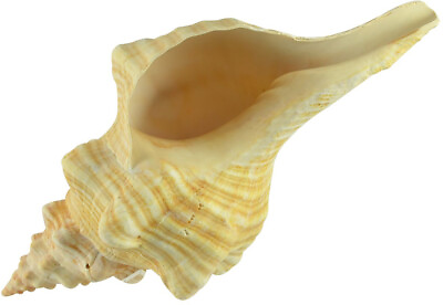 #ad Jumbo Large Horse Conch Decorative Shell Seashell 12 14quot; $110.99