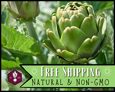 #ad 80 Artichoke Seeds Green Globe Vegetable Gardening Heirloom Non GMO USA $5.99