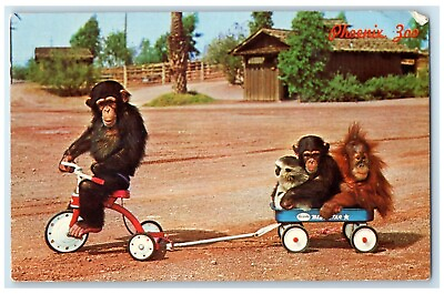 #ad 1970 Monkey Business Chimpanzee Phoenix Zoo Papago Park Phoenix Arizona Postcard $9.72