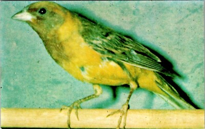 #ad Golden Lucky Bird Live Good Luck Charm Parakeet From India Vintage Postcard $3.34