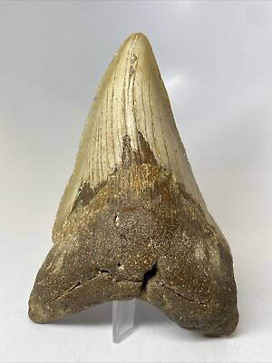 #ad Megalodon Shark Tooth 5.13” Pathological Unique Fossil Real 9177 $250.00