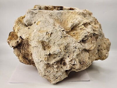 #ad Huge Agatized Fossil Coral Florida 28.2 lb $599.99