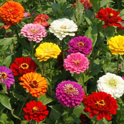 #ad 250 CALIFORNIA GIANT ZINNIA COLORFUL TRACKING ON ALL ORDERS OVER $16 $2.19