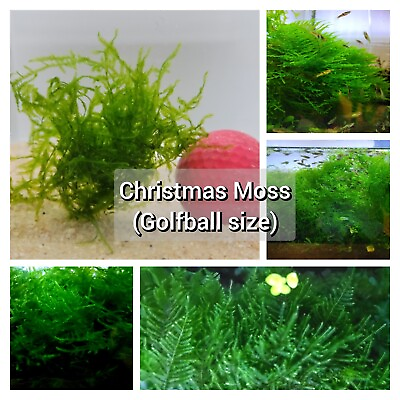 #ad Buy 2 Get 1 FREE Christmas Moss Aquarium Moss Golfball Size $9.99