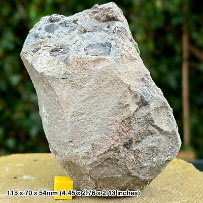 #ad Unique Fossil Bed with Fish Shark Reptile Remains amp; Coprolites Upper GBP 12.00