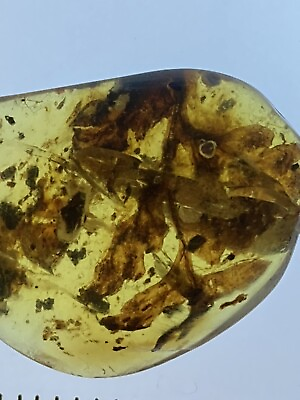 #ad Fertile Cretacifilix Fern Unique Fossil in Genuine Burmite Ambers 98myo $340.00