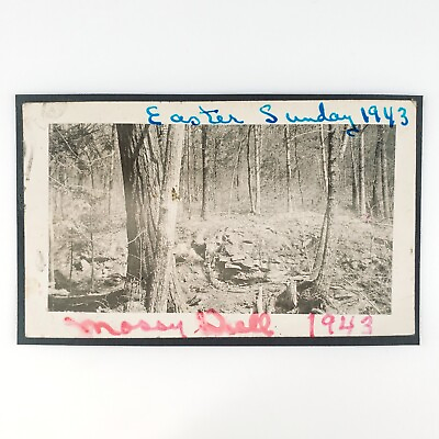 #ad Georgia Mossy Dell Forest Photo 1940s Vintage Trees Woods Found Snapshot D1720 $17.97