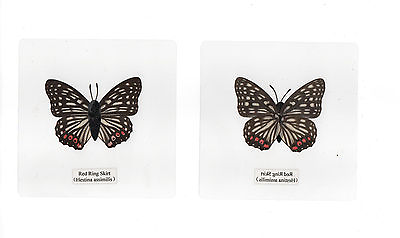 #ad Laminated Red Ring Skirt Butterfly Specimen 110 mm Clear Square Plastic Sheet $12.00