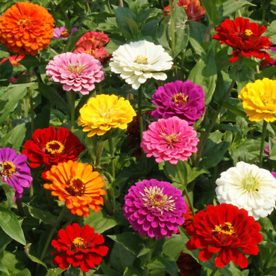 #ad 750 ZINNIA CALIFORNIA GIANT SEEDS NON GMO TRACKING ON ALL ORDERS OVER $16 $4.99
