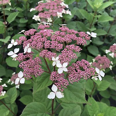 #ad Invincibelle Lace® Smooth Hydrangea Pink Blooms 4quot; Pot Proven Winners $16.99