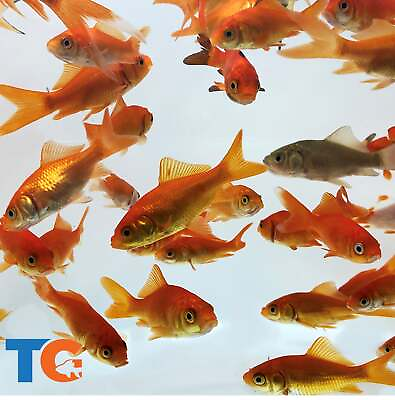 #ad Toledo Goldfish LIVE Feeder Common Goldfish $65.00