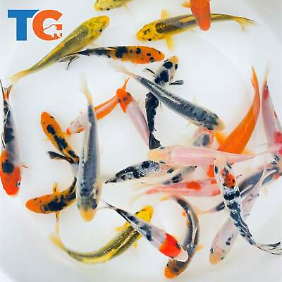 #ad Toledo Goldfish LIVE Standard Fin Koi $104.40