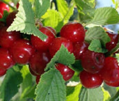 #ad Nanking Cherry Tree seeding Edible fruit on a Shrub form Fruiting Hedge plant $9.95