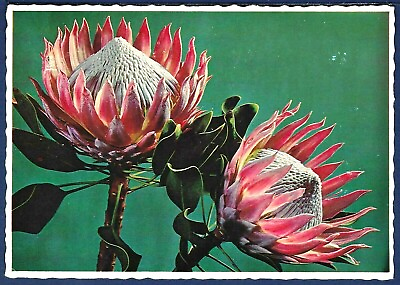 #ad The Giant Flower Portea Cynaroides Indigenous South African Flora $5.00