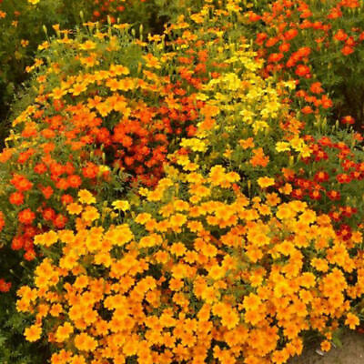 #ad Signet Marigold STARFIRE MIX 12quot; Beneficial Cutting Garden Non GMO 200 Seeds $3.98