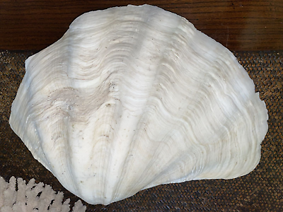 #ad GIANT CLAM SHELL 35cm Sea Shell Australia RARE GENUINE 1.4 kg Shark Jaw AU $650.00