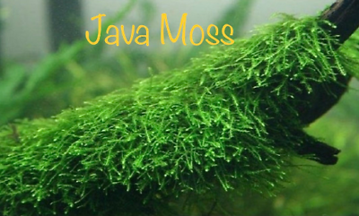 #ad *BUY 2 GET 1 FREE* Java Moss Vesicularia Dubyana Easy Live Aquarium Plants ✅ $7.99