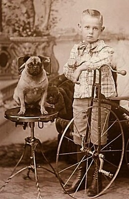 #ad Antique Boy with Pug Dog Photo 1960b Oddleys Strange amp; Bizarre $7.77
