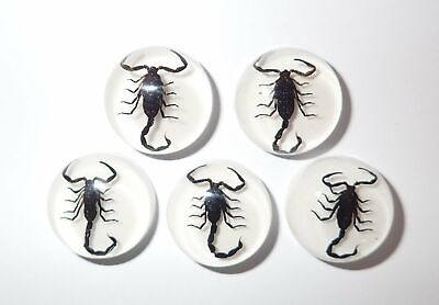 #ad Insect Cabochon Black Scorpion Specimen Round 19 mm on white 10 pieces Lot $25.00