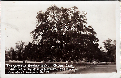 #ad RPPC Paradise California 1942 Cancel 1000 Year Chico Hooker Oak Tree Death 1977 $5.65
