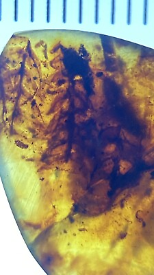 #ad Multiple Fern Ferns Leaves Unique Fossil Inclusion Genuine Burmite Amber 98myo $240.00