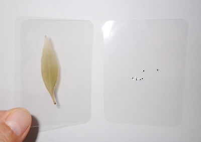 #ad Laminated Common Snapdragon Leaf amp; Seed Specimen in 75x55 mm Plastic Sheet $12.00