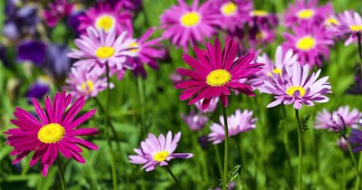 #ad 500 PAINTED DAISY SEEDS COLORFUL FRESH FRESH HARVEST FOR 2024 GARDENS $2.19