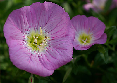 #ad primrose evening showy PINK 675 SEEDS GroCo BUY ANY 10 ITEMS SHIPS FREE $0.99