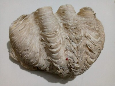 #ad Giant Clam Shell Tridacna Gigas 11quot; x 8quot; $217.00