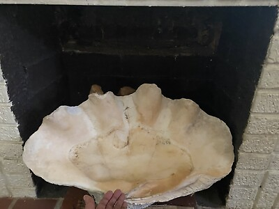 #ad Giant Clam Shell Real Natural 28” 72 Pounds Vintage Shell Huge Tridacna Gigas $1250.00