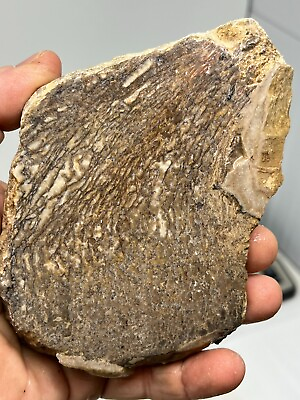#ad Thick Agatized Dinosaur Bone Fossil slab for Cabbing lapidary $22.00