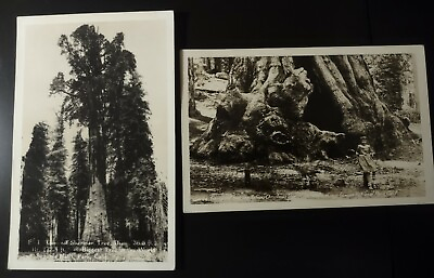 #ad TWO RPPC#x27;s GIANT REDWOOD TREES GENERALS SHERMAN AND GRANT. PHOTOGRAPH POSTCARDS. $12.99