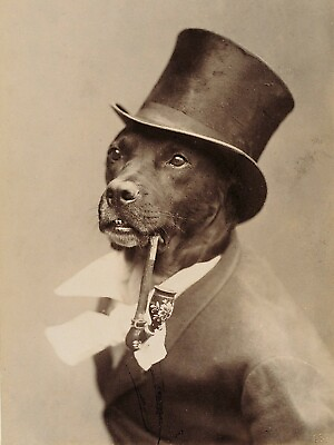 #ad Antique Dapper Dog Photo 811 Oddleys Strange amp; Bizarre $7.77