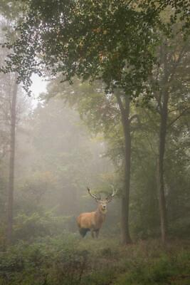 #ad Red Deer Stag in Foggy Autumn Forest Photo Art Print Poster 24x36 inch $13.98