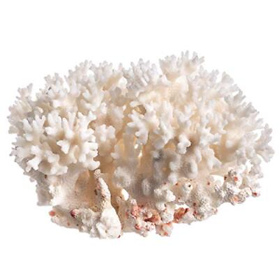 #ad White Sea Coral Lace Coral Pocillopora Damicornis $25.99
