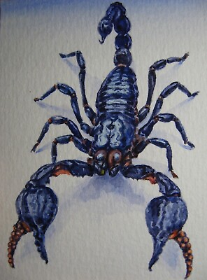 #ad Watercolor Painting Black Scorpio Insect Scorpion ACEO Art $32.50