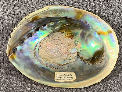 #ad Paua Polished Shell by Brian O#x27;Connor of New Zealand Beautiful $19.21