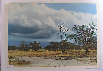 #ad Pretty Mural Savannah At Kilimanjaro Kibo 36 3 16x25 3 16in 1960 Vintage Wall $82.52