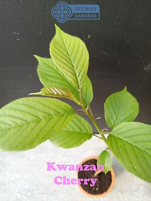 #ad Kwanzan Cherry Tree Prunus serrulata #x27;Kwanzan#x27; Live Plant 8 to 10 inches $9.75