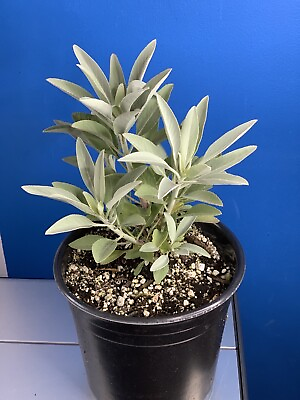#ad White Sage LIVE Plant in 1 gallon Pot. Salvia Apiana SHIPS USPS PRIORITY 1 4 $35.00