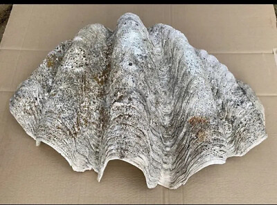 #ad Rare Taxidermy Curio Giant Clam Shell: Tridacna gigas Country House Salvage GBP 2000.00