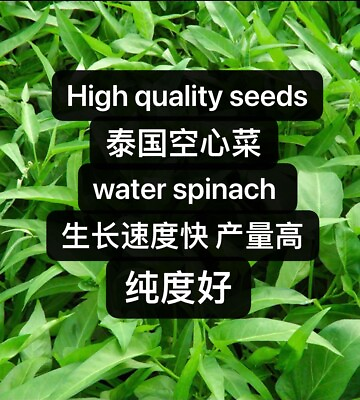 #ad 130ps Thai Water Spinach Seeds Ong Choy Kangkong KongXinCai 130粒无杂质泰国空心菜2023年新种子 $3.99