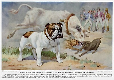 #ad Bulldog English quot;Fightingquot; CUSTOM MATTED 1943 Vintage Color Dog Art Print $15.00