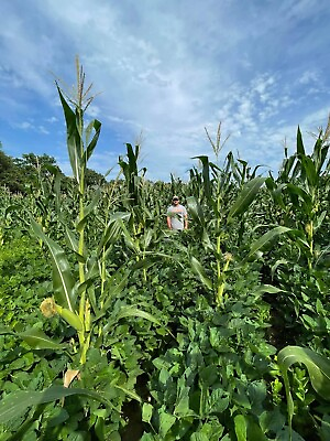 #ad Eagle Seed Green amp; Gold Roundup Ready Corn and Soybean Mix 1 Acre Bag $165.00