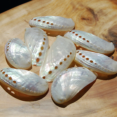 #ad 6pc Pearlized Mule Ear Abalone Shells 3in Polished Mother of Pearl Seashell Ha $8.09