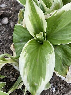 #ad Hosta Plants 5 White With Green Inside. $22.00