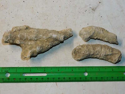 #ad 12 Oz Pieces HORN Fossil Coral #7 $9.00