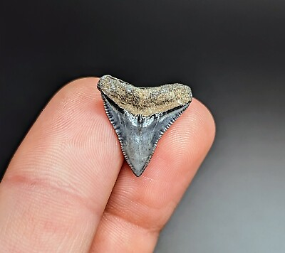 #ad Gorgeous Gem Bull Shark Tooth From Peace River Florida $16.00